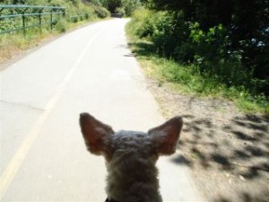 EARS!