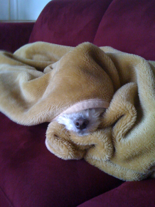 hermit dog