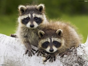 Cute-Raccoon-Image-07